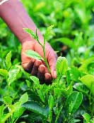 Selective picking of the tender leaves is a specialist task